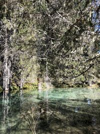 Scenic view of lake in forest