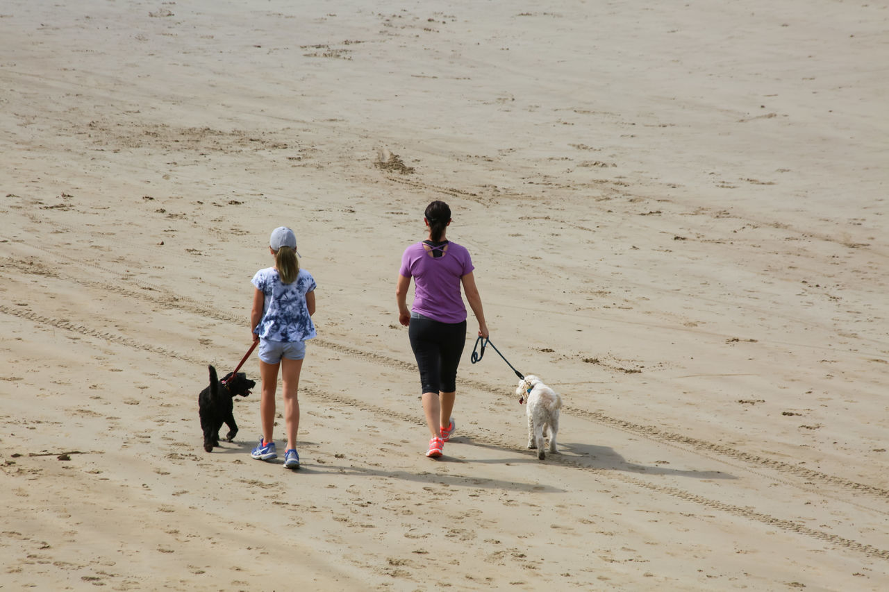 domestic animals, pets, domestic, one animal, mammal, land, dog, canine, sand, beach, real people, walking, full length, lifestyles, leisure activity, vertebrate, women, pet owner