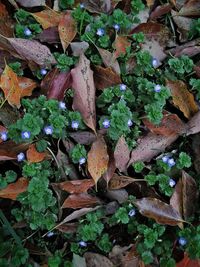 High angle view of plant