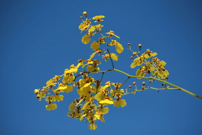 Low angle view of yellow flowers against blue sky