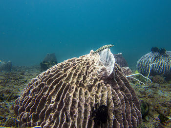 sea