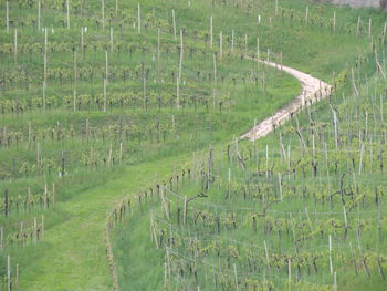 Scenic view of vineyard