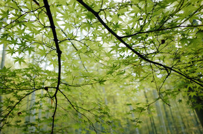 Low angle view of trees