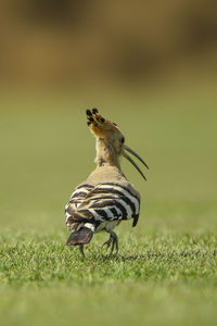 Close up of an animal on field