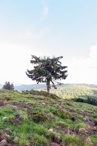 Tree on field against sky