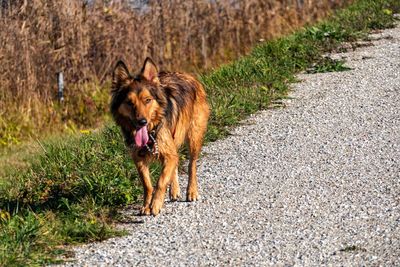 Dog standing on footpath