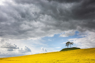 Scenic view of field against sky