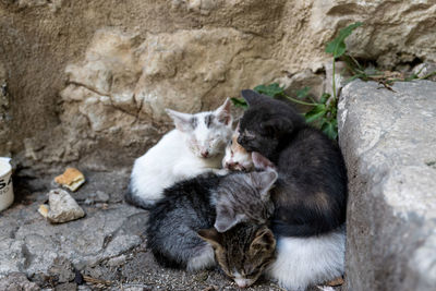 Cats relaxing on rock