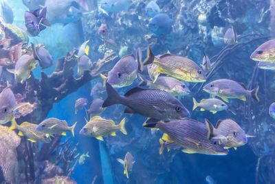 Fish swimming in sea