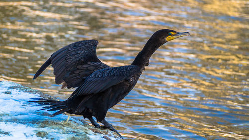 Close-up of bird perching on lake