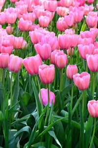 Close-up of pink tulips on field