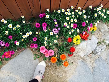 Close-up of pink flowers blooming in park