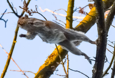 Low angle view of monkey on tree against sky