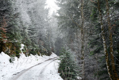 Snow covered road amidst trees in forest