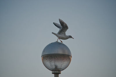 Seagull against clear sky