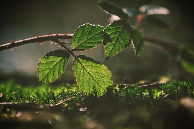 Close-up of fresh green plant