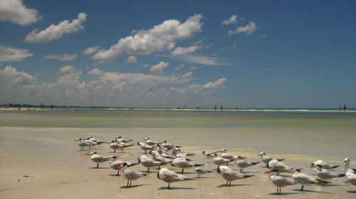 Flock of seagulls on beach