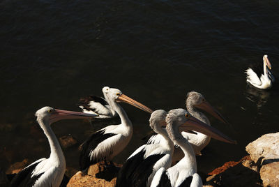 Close-up of birds in water