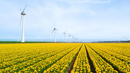 Scenic view of oilseed rape field against sky