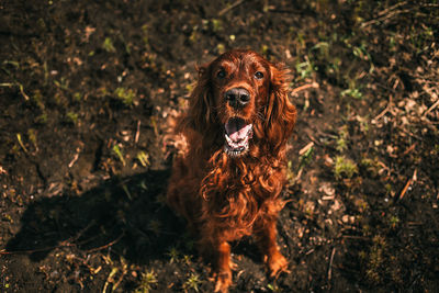 Portrait of dog sticking out tongue on land