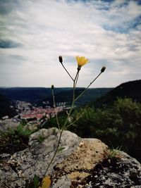 Close-up of yellow flowering plants on land against sky