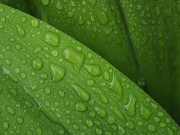 Close-up of wet leaves