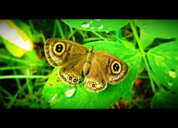 Close-up of butterfly on leaf