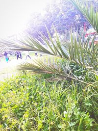 Plants growing on field