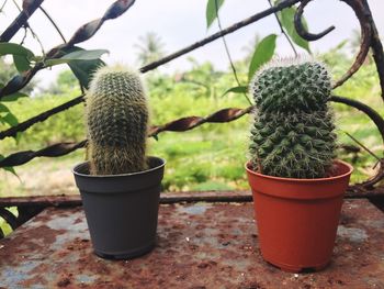 Close-up of potted plant on metal