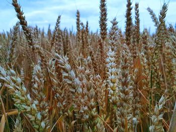 Close-up of stalks in field against sky