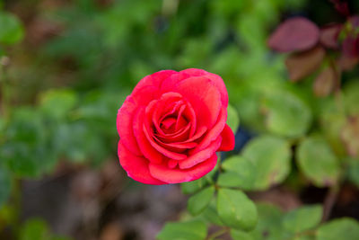 Close-up of red rose against blurred background