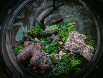 High angle view of plants in glass