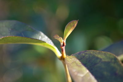 Close-up of green leaves