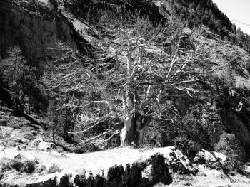 View of tree trunk