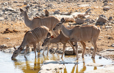 Kudu in the etosha national park namibia south africa