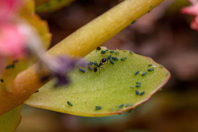 Close-up of ant on leaf