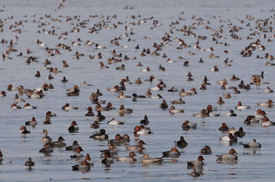 High angle view of ducks swimming on lake