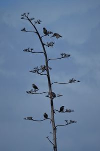 Low angle view of bird on tree against sky