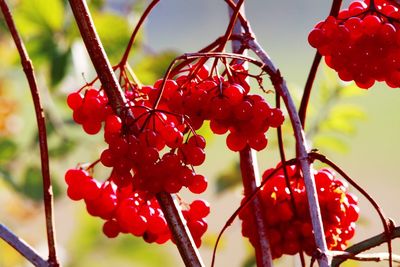 Close-up of red berries growing on tree