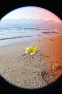 View of yellow flowers on beach