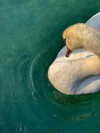 High angle view of swan swimming in lake