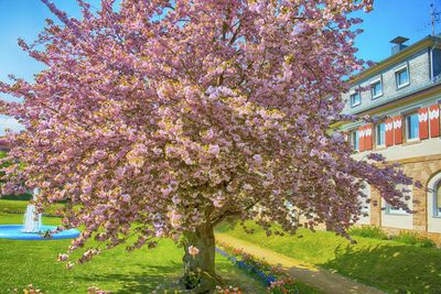 Flowers growing in lawn