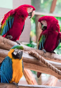 View of parrot perching on branch