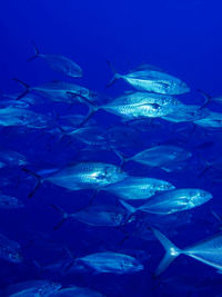 Close-up of fish swimming in sea