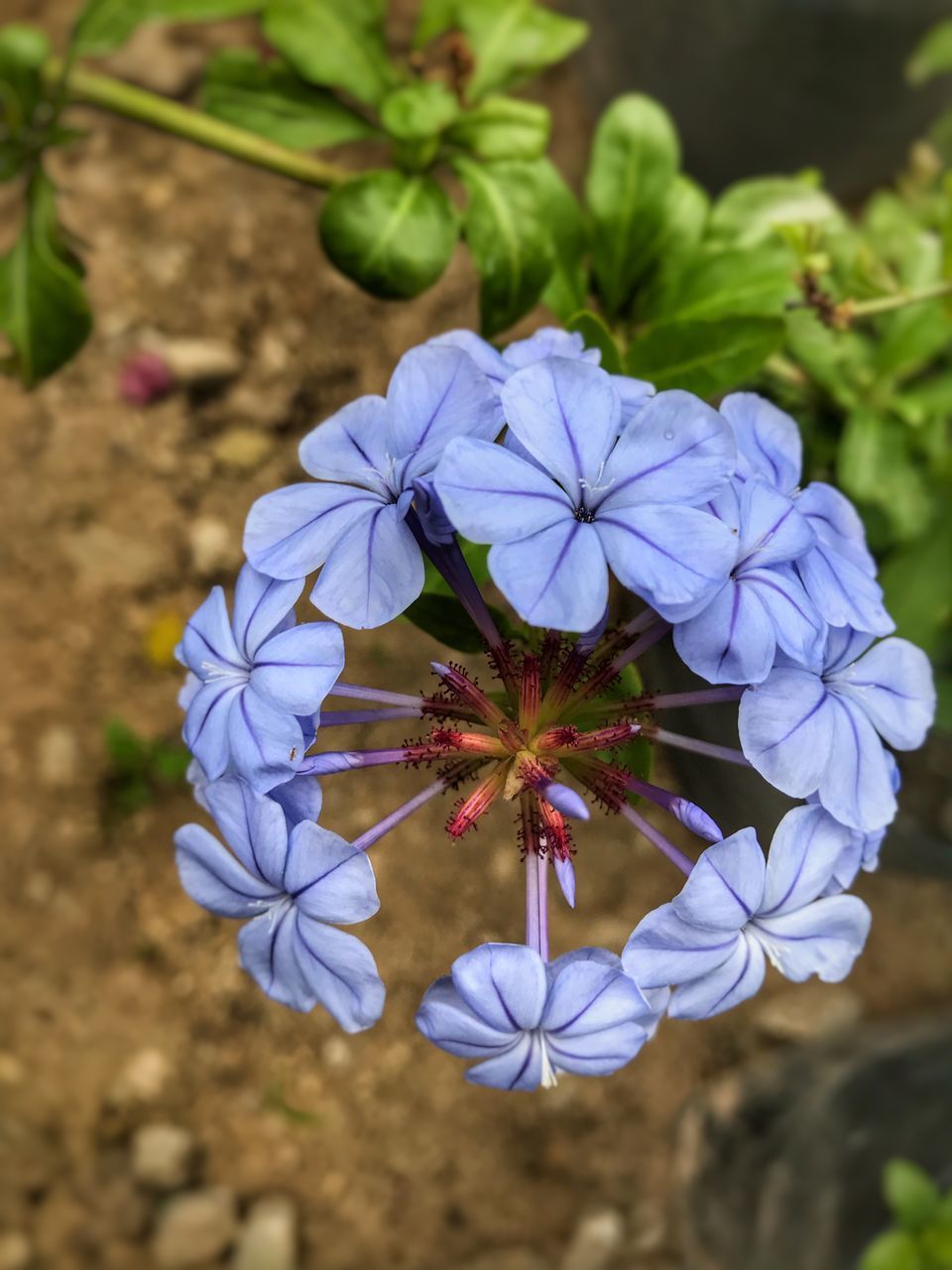 CLOSE-UP OF BLUE FLOWERING PLANTS