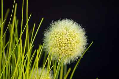 Close-up of dandelion against black background