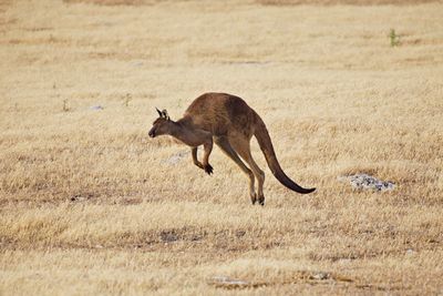 Side view of kangaroo jumping on field