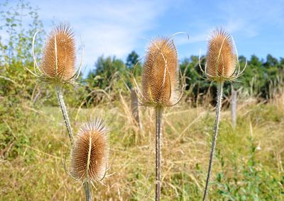 Close-up of dried thistle on field against sky