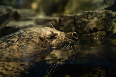 Close-up of an animal