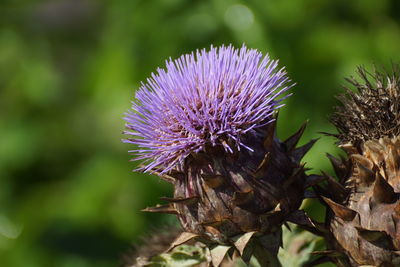 Close-up of purple thistle flower